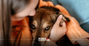 Pese a legislación, continúa impune el maltrato animal en Aguascalientes