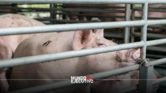 México cuestiona importaciones de cerdo provenientes de EUA